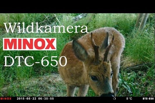 Wildkamera MINOX DTC 650