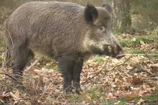 Kapitale Keiler, Veluwe