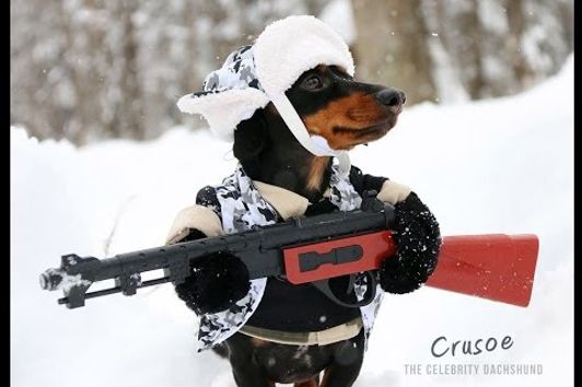 Huntin' Dog Part 2 - WABBIT SEASON - Crusoe Dachshund