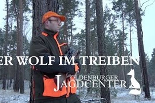 Der Wolf im Treiben - Erfahrungen im Jagdjahr 2016/2017