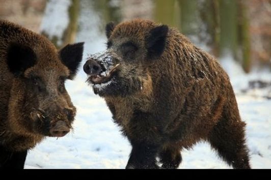 Driven Wild Boar - GoPro - Contour - Season 2012-2013