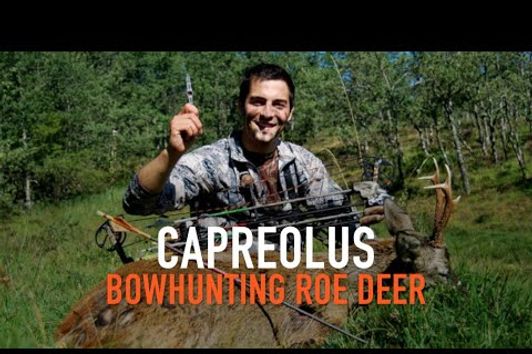 CAPREOLUS - BOWHUNTING ROE DEER - CAZA CON ARCO CORZO