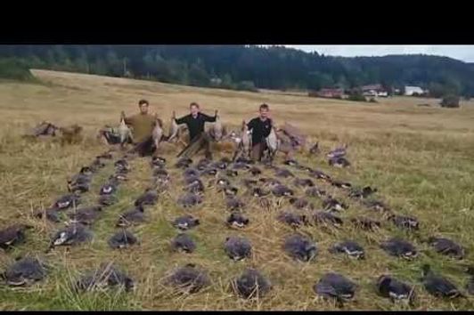 Gåsejakt 2015 - 87 gjess på en dag | Goose hunting 2015 - 87 geese in one day