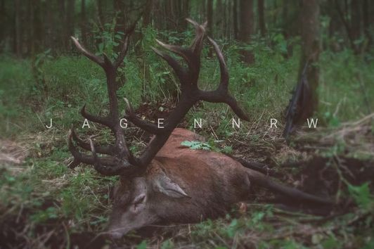 Der König von Masuren – Jagd auf einen außergewöhnlichen Brunfthirsch mit Waidmannsheil – jagenNRW