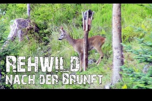 Rehwild nach der Brunft