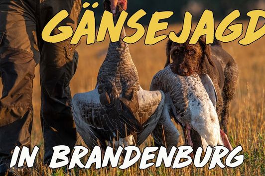 Geartester - Gänsejagd in Brandenburg