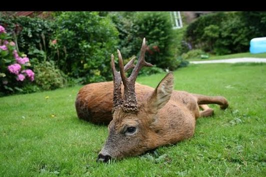 Summer Roebuck Stalking with Cervus-UK, Big Medal Class Buck