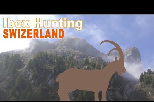 Alpine Ibex Hunting in Swizerland 2.   2015 - 2016 With Ovini Expéditions