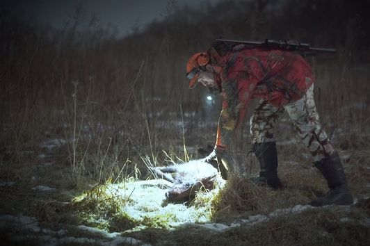 Nachts im Wald – Auf Wildschweinjagd in Schleswig-Holstein