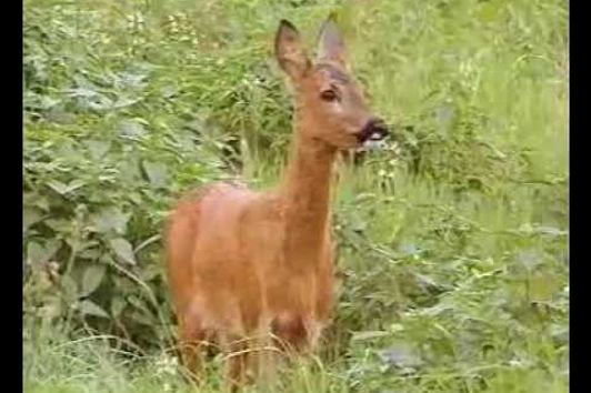 Günter Goldmann: Der Erfolg der Rehe (German)