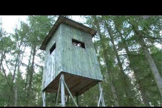 Hunting Roebucks in the forests of Germany