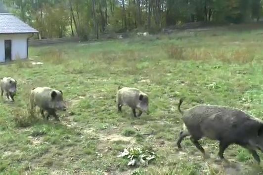 Bayerwald Schwarzwild - Übungsgatter Fahrnbach