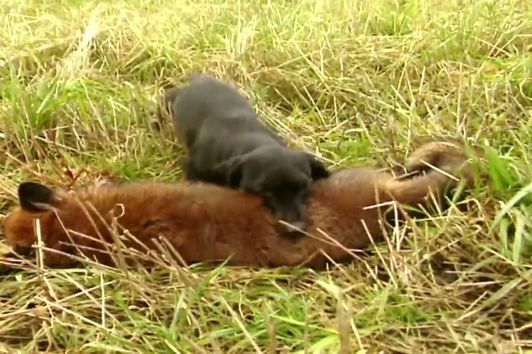 Fox hunting with terriers | Fox digging and predator control - Ultimate Hunting