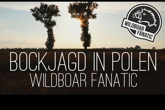 Bockjagd in Polen 2016 - Roebuck hunting in Poland 2016