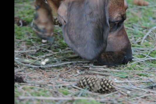 Schwarzwildfährte 8.10.2023