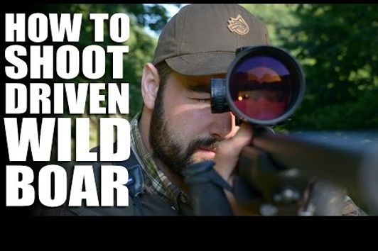 How to Shoot Driven Wild Boar