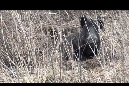 Bache mit Frischlingen im Wurfkessel. Sauen , Wildschweine. Teil 1