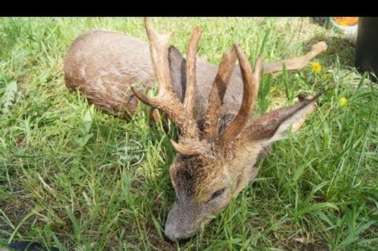 Roe buck hunting in Poland; bukkejagt i Polen (http://www.ultimatehunting.eu )