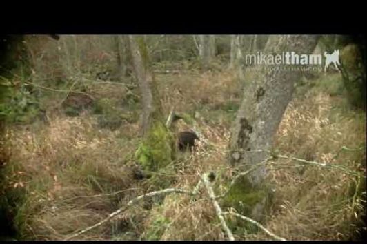 Trailer Drevjakt på Vildsvin - Driven Wild Boar