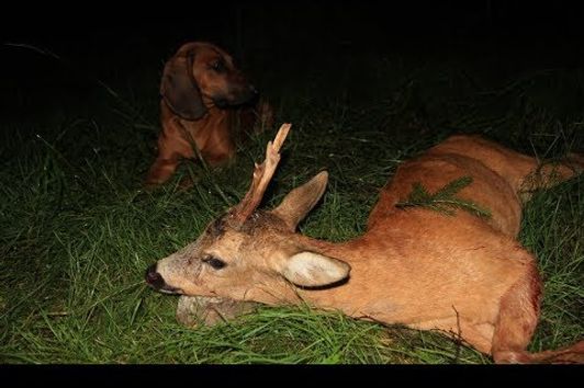 Bockjagd im August - Roebuck hunting in August