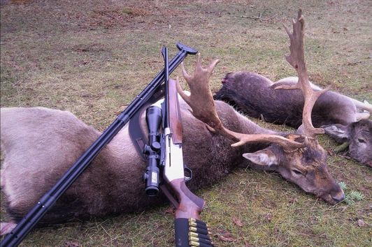 🦌Pirsch und Ansitz auf Damhirsche und Kahlwild / Fallow Buck Stalking