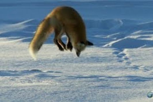 Fox Dives Headfirst Into Snow | North America