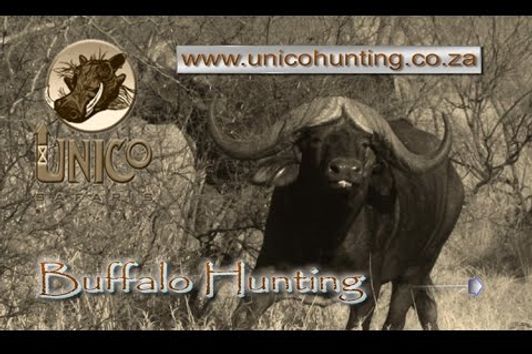 Unico Safaris Buffalo Hunting 2017