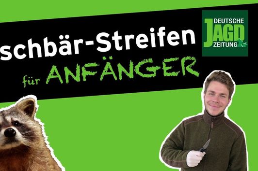 Waschbär-Streifen mit Max