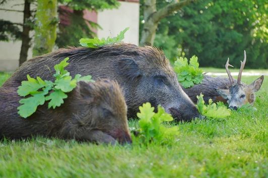 Herrliches Ostpreußen - Sau und Bock erlegt