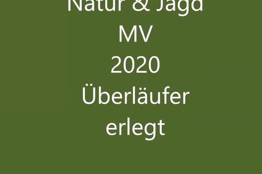 Natur & Jagd MV 2020 Überläufer erlegt