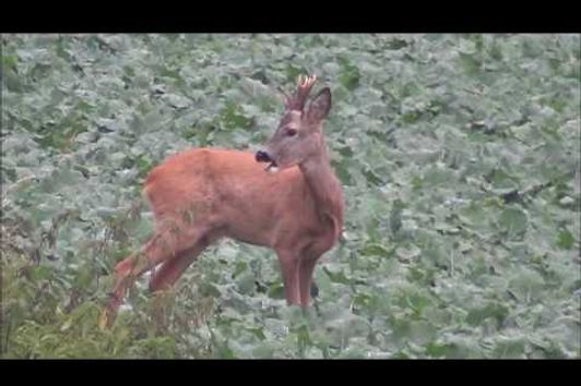 Ansitz im Moor Jagen im Revier von Jagdstifti Udo  Rehwild erlegt.  polowanie