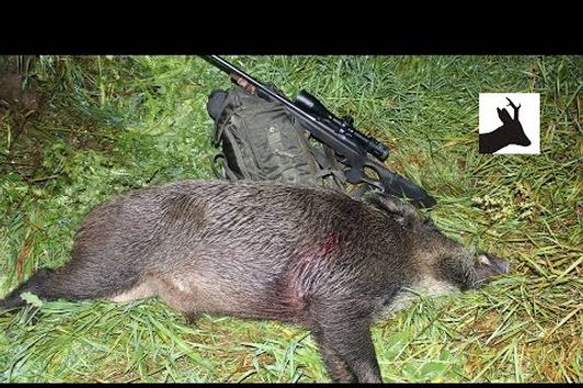 Summer wild boar stalking - Polowanie na dziki - Chasse Sanglier - Saujagd 2016