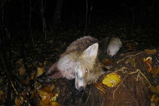 Raubwildnächte im Oktober und November 2020 - foxhunting, badger, jakt, fuchs, dachs, marder,