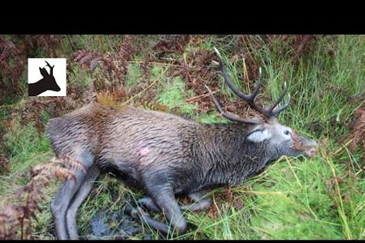 10-pointer red stag shot. Deer stalking in Scotland. Polowanie w Szkocji.