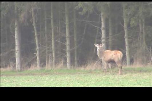 Rotwild und Sauen Tag aktiv Ruhe im Revier   Deer and Wildboar in the area