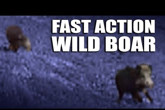 Fast Action Wild Boar