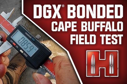 Hornady® | DGX® Bonded Cape Buffalo Field Test