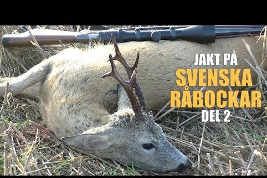 Jakt på Svenska Råbockar del 2 - Hunting Roebucks in Sweden