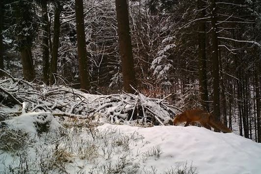 Jagdimpressionen Januar - März 2017, hunting in january to march, jakt, caza,