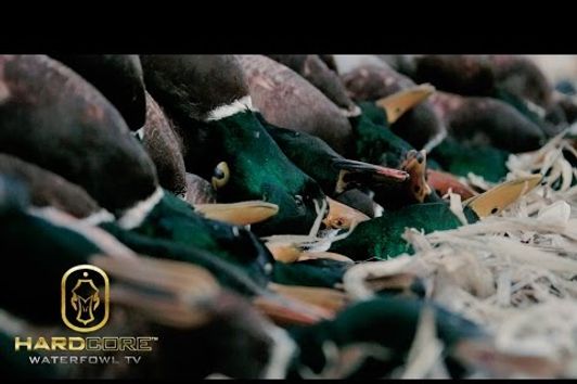 Duck Hunting: 10 Man Limit of Mallards - Hard Core Waterfowl TV Episode 3