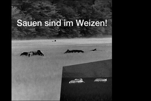 Weizenjagd auf Sauen 2018 Trailer