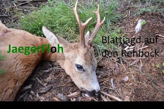 Blattjagd auf den Rehbock - Roedeer Rut