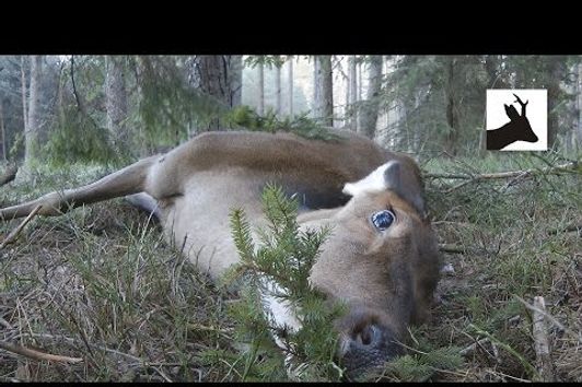 New Year's hind - Polowanie na jelenie z podchodu - First red deer stalking 2016