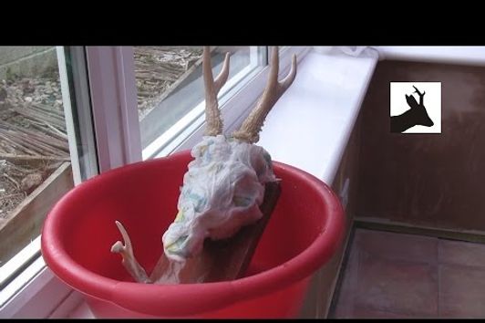 How to boil out deer head - part 3. Bleaching. Non medal trophy head.