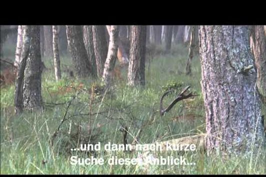 Kapitaler Hirsch bei bestem Licht auf Pirsch im Moor erlegt!