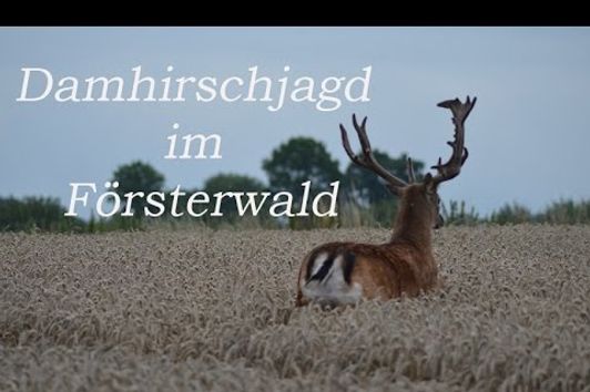 Damhirschjagd im Försterwald