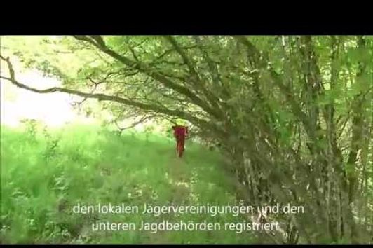 Nachsuche Rehbock -  Hannoversche Schweißhund (HSH) - Jagdfilm