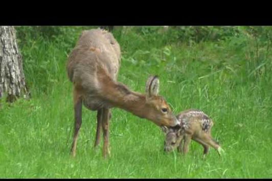 Bockjagd Mai 2016 - Roebuck Hunting May 2016