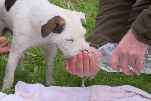 Erste Hilfe für den Jagdhund: Teil 3 - Schock und Hitzeschlag