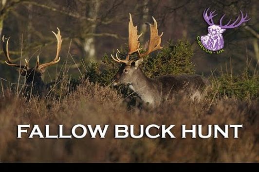 HAMPSHIRE FALLOW BUCK HUNT